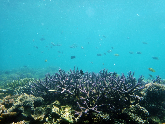 Snorkeling di Pulau Samalona dan Pulau Kodingareng Keke, Makassar