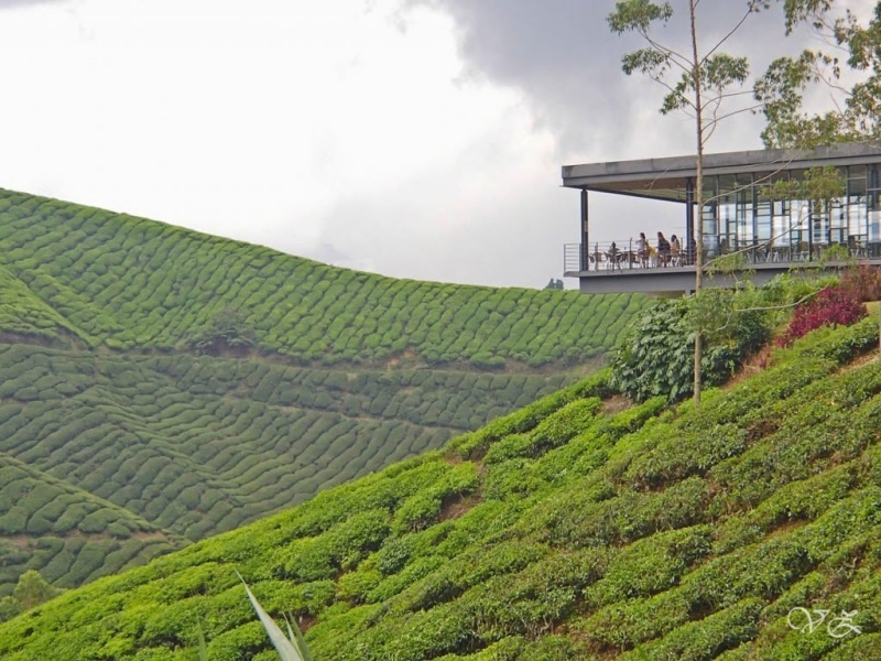 jalan jalan ke boh tea plantation camoern highland