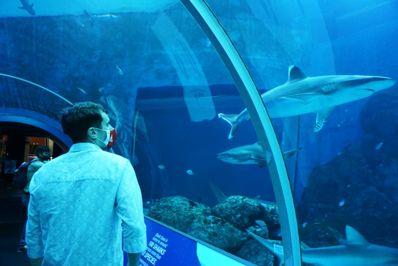 cara menuju sea aquarium singapore